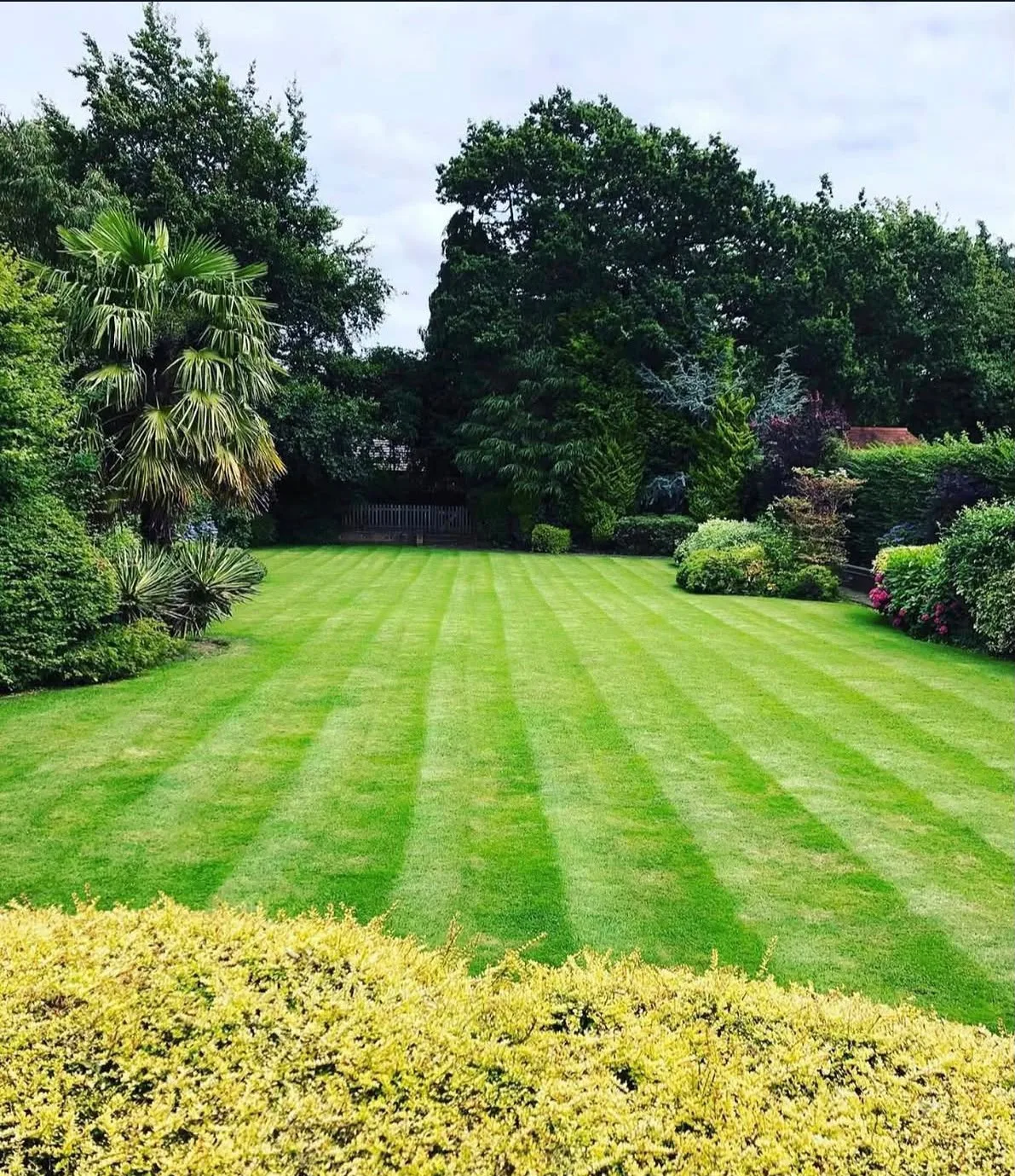 Striped lawn framed by a neatly trimmed golden hedge in a Solihull garden
