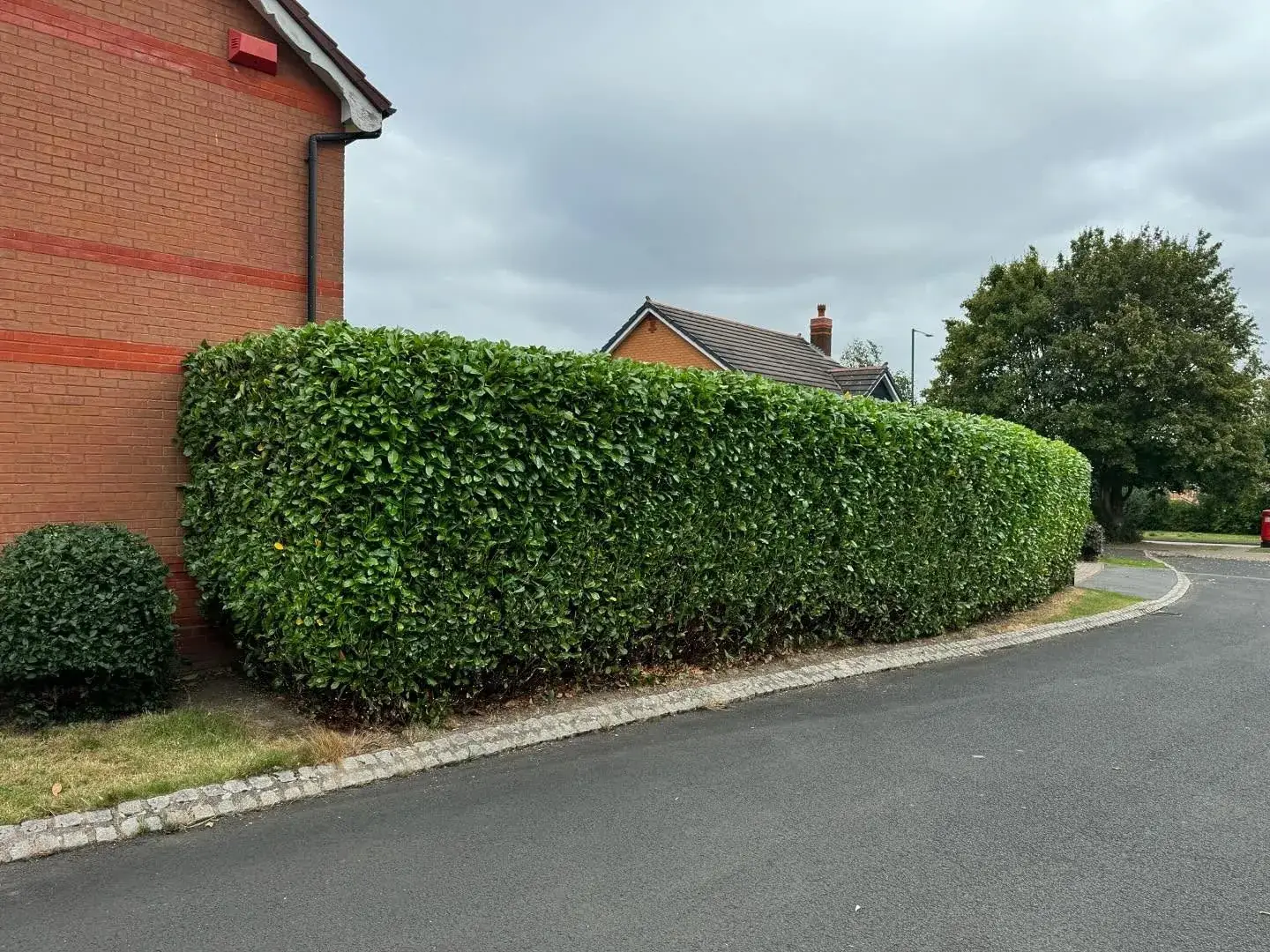 Neatly cut laurel hedge beside a road in Solihull