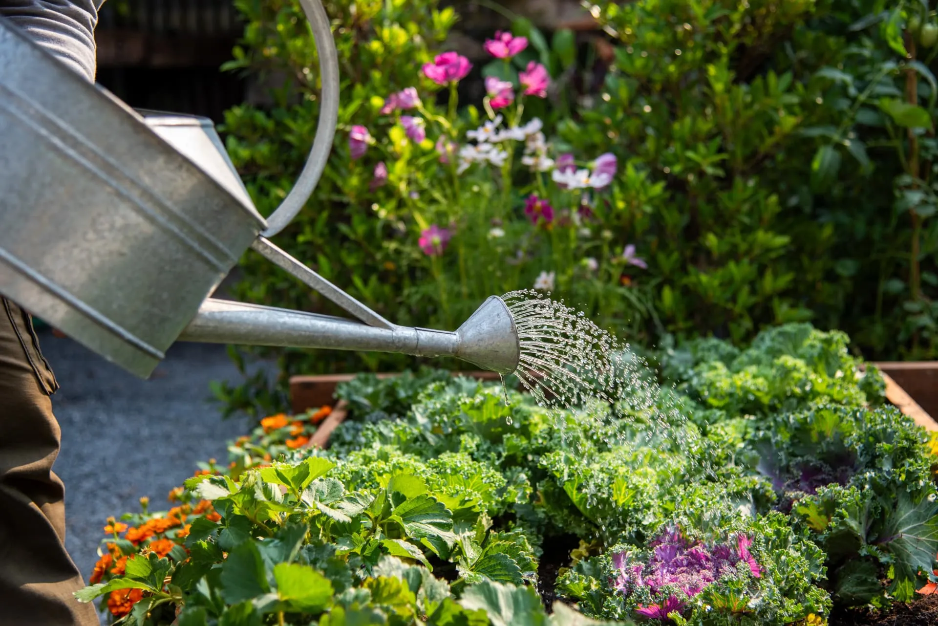 Planting work in a Solihull garden